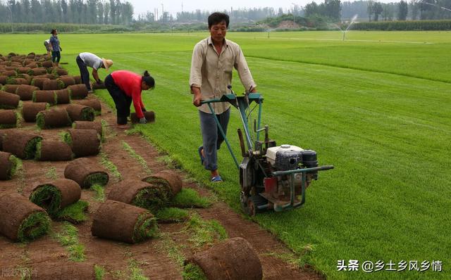 农场种什么最赚钱