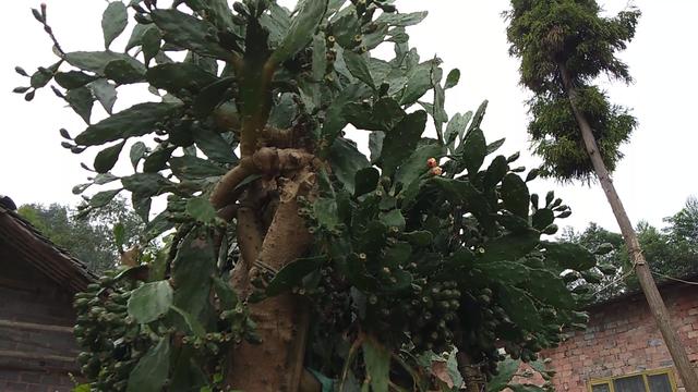 能吃的仙人掌你见过吗？煮水喝能行气活血，不仅仅是观赏