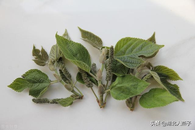 进入3月后，这8种“树上鲜”记得要尝尝，不辜负春天好时光