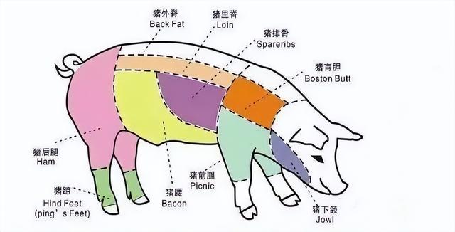猪肉分割详细图解(猪肉分割知识大全)