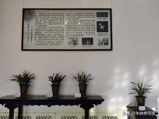 未等冬寒至 梅已報春香——北京中山公園臘梅提前綻放 盡顯芬芳