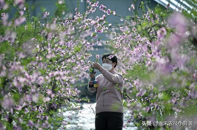 桃树适量留花留果才能多结优质大果，桃树如何疏花疏果才合理？7