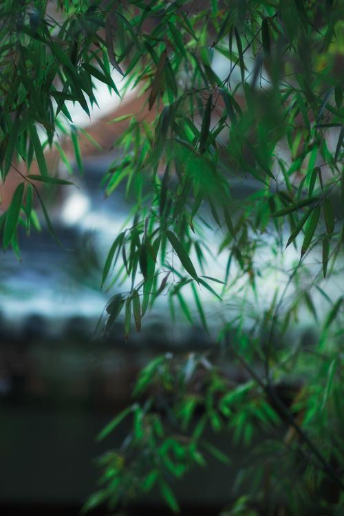 散文：微风渐暖，缱绻温柔了夏日情怀