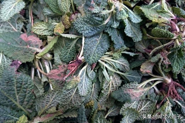 春天的野菜