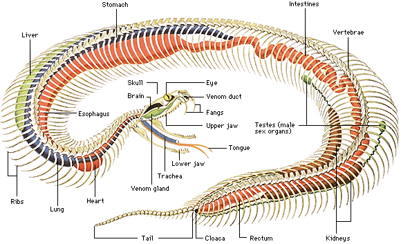 蛇的口腔结构图解图片