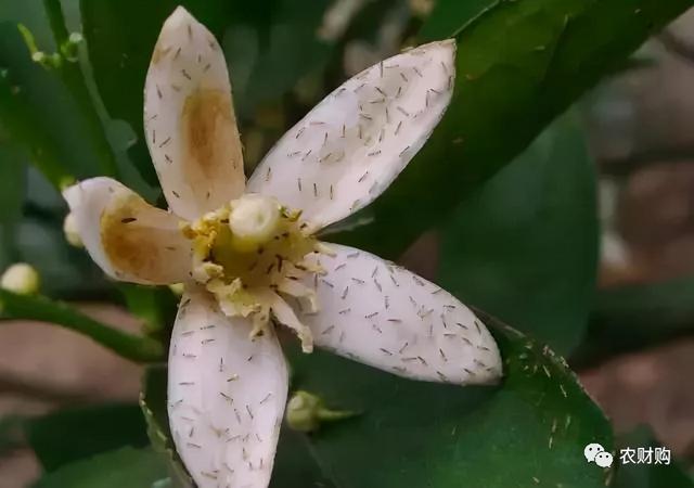 花皮果闯关开始，蓟马、花蕾蛆、灰霉、红蜘蛛，花期综合用药2