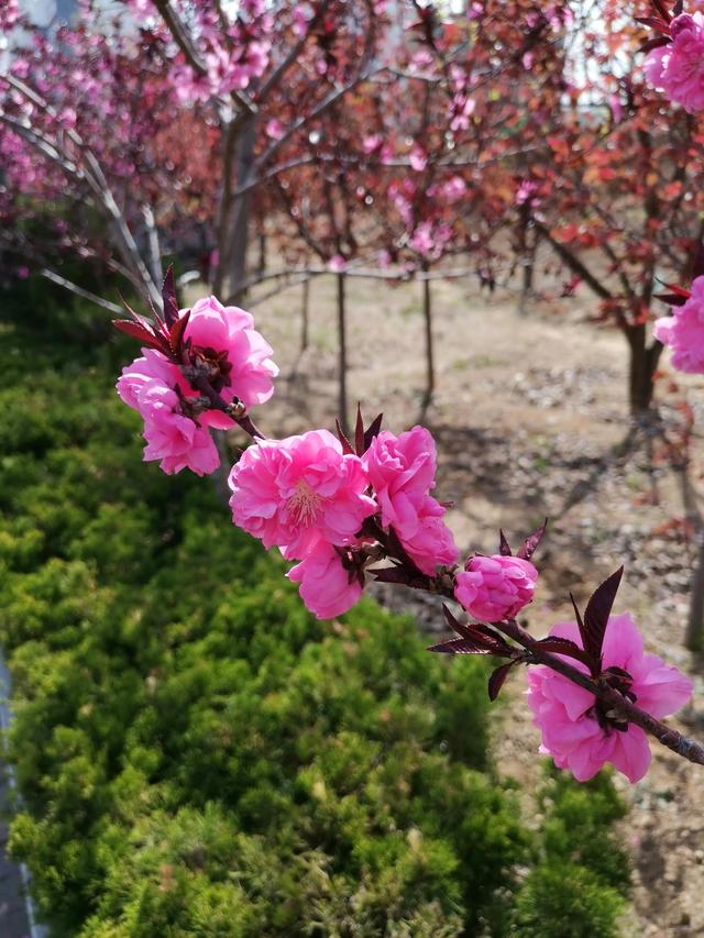 在这桃花朵朵开的季节，多少人迷恋在春光的快乐……全