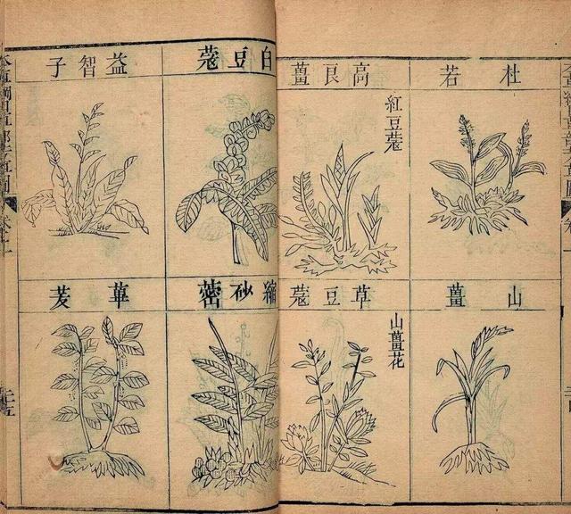 “猪屎”治百病？《本草纲目》中细思极恐的细节，真的是科学吗？