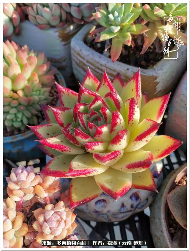 玉蝶铜芯电线价格表4平方,玉蝶铜芯线今日价格