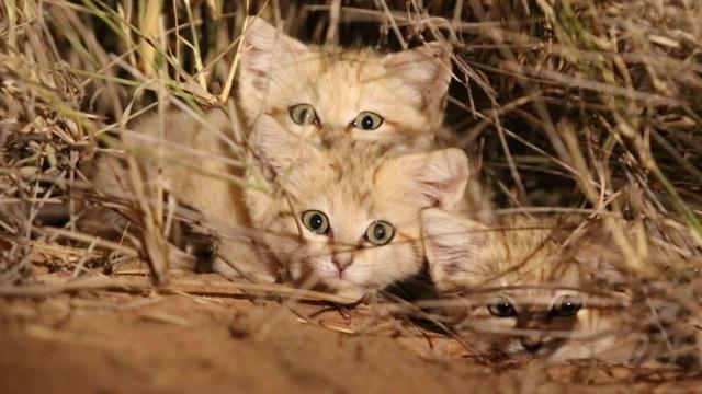 巴基斯坦沙猫