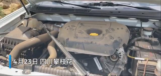 3米眼镜蛇钻引擎盖被卡，毒性可致人死亡，为啥不处理掉要放生？