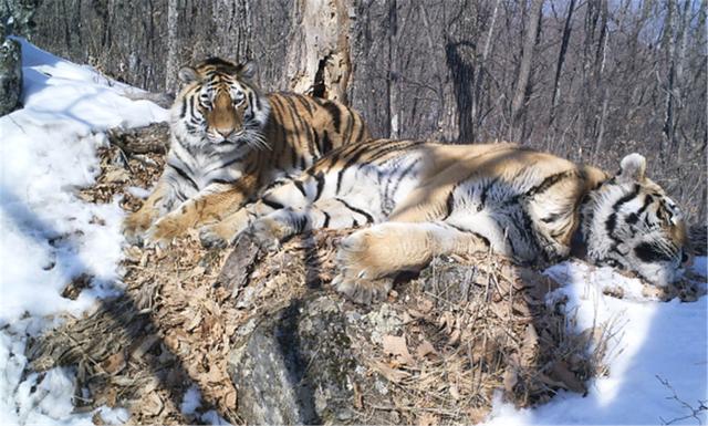 Size comparison of a Siberian tiger and brown bear after scenting the same  tree in Anyuisky National Park, Russia : r/interestingasfuck