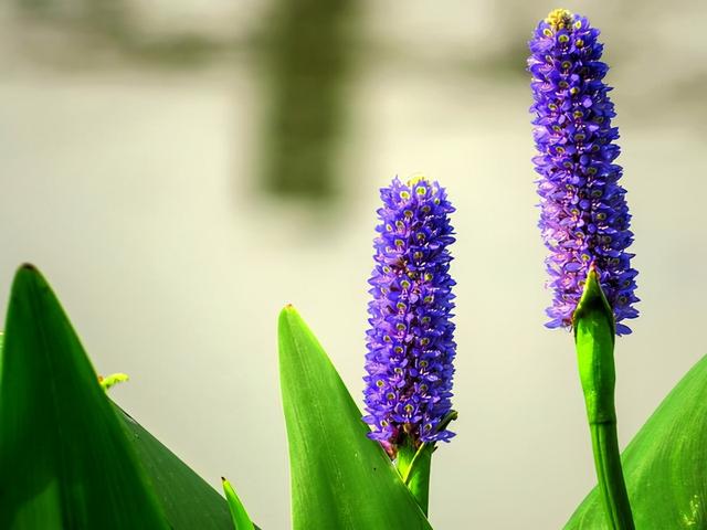 再力花 再力花（再力花是湿生植物还是挺水植物） 生活