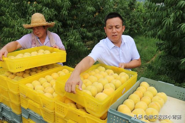 种植桃树巧用多效唑，果农实现高产增收效益好12