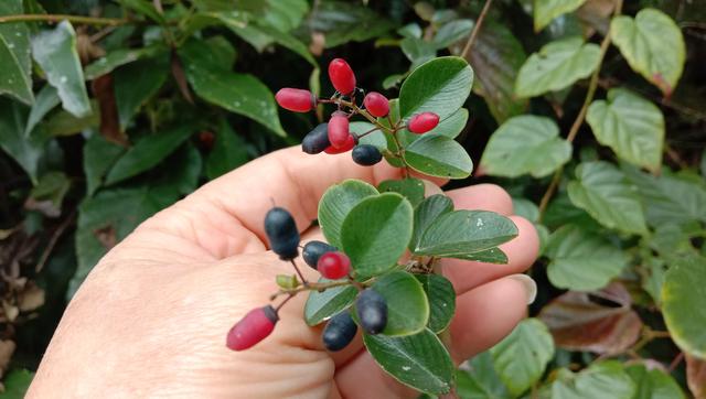 山里的“勾儿茶”是茶吗？枝叶煮水泡脚，舒筋活血