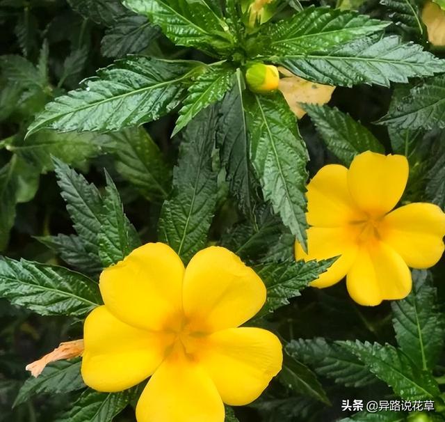 太阳花的象征意义
