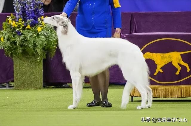 苏俄猎狼犬