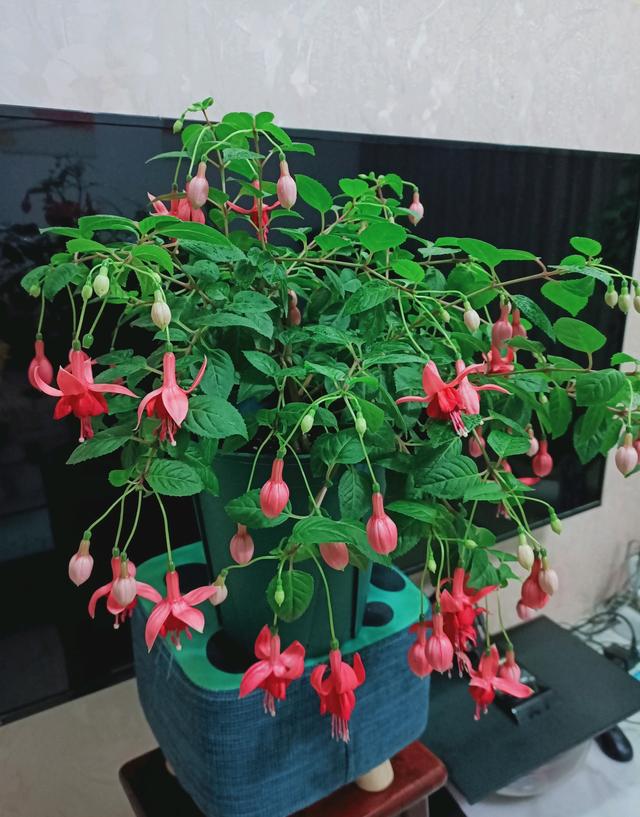 灯笼花 灯笼花（灯笼花的功效与作用） 生活
