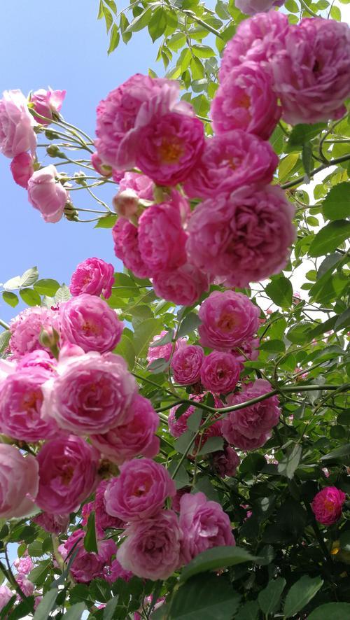 《致敬夏天》