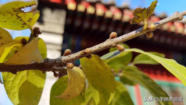 未等冬寒至 梅已報春香——北京中山公園臘梅提前綻放 盡顯芬芳
