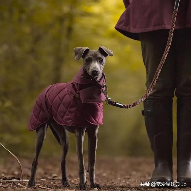 惠比特犬 惠比特犬（惠比特犬俱乐部） 动物