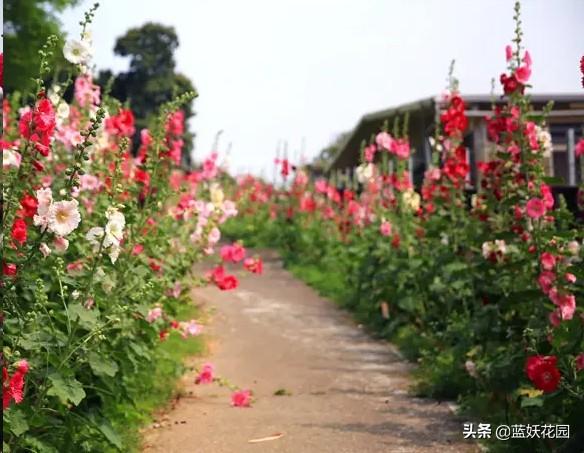 蜀葵 蜀葵（蜀葵几月开花） 生活