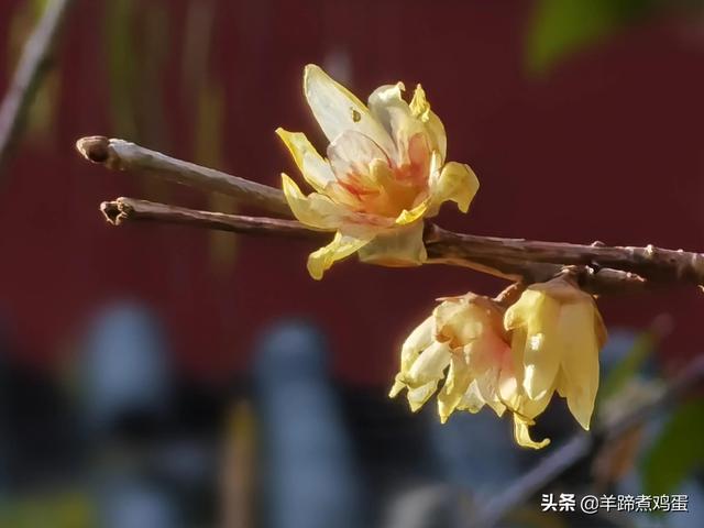 未等冬寒至 梅已報春香——北京中山公園臘梅提前綻放 盡顯芬芳