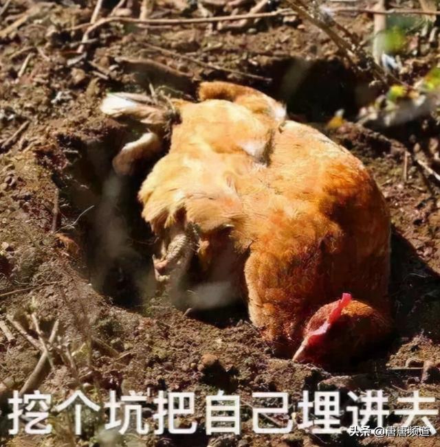 今日科技热点：印度还能要脸吗？明目张胆偷北京大兴机场图炫耀？