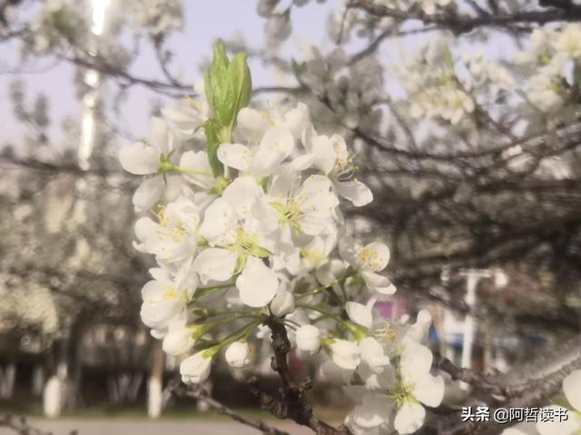 解封啦！迫不及待地走出家门，感受春花烂漫的最美四月天