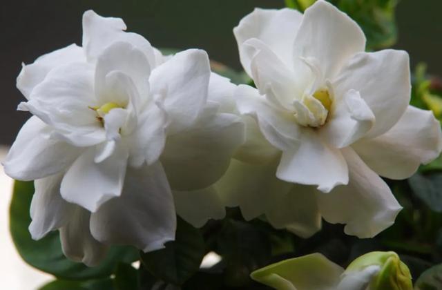 栀子花开代表什么意思