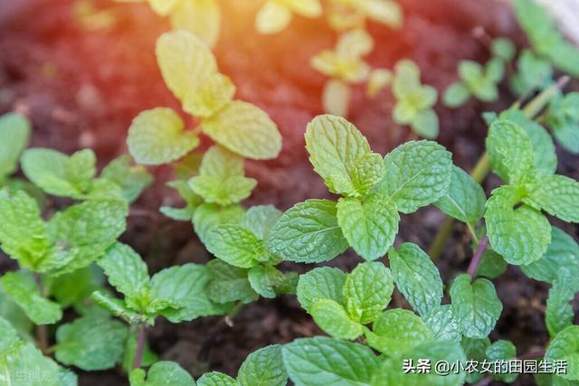 10种“神仙草”，春天采摘正当时，味道鲜美，还有益健康