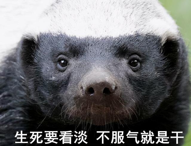 人間煉獄！巴西蛇島每平方米5條蛇，一家五口上島守燈塔慘遭滅門