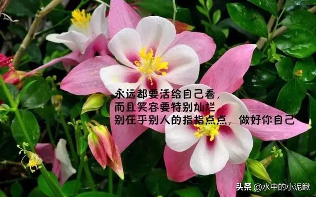 微信早安<a><a>语录</a></a>正能量句子 早安图片激励语