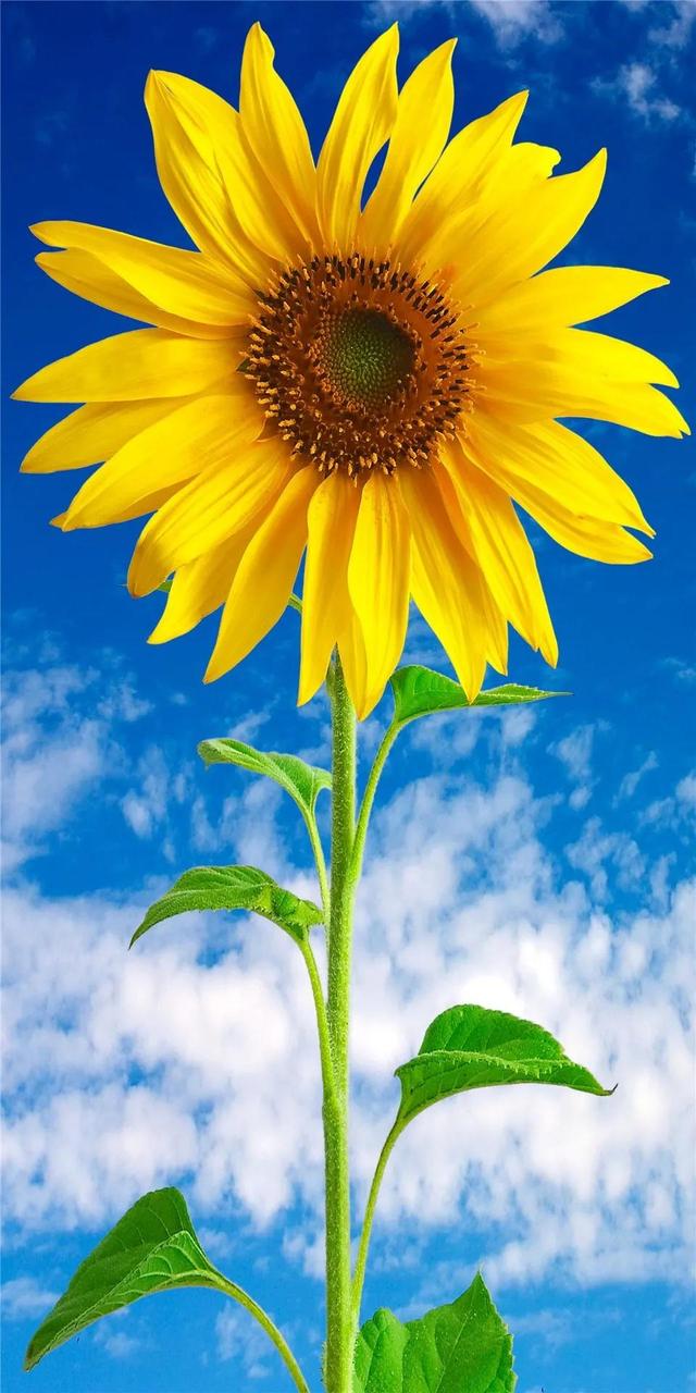 微商神起抢群聊红包-蓝天白云微信头像-站库网