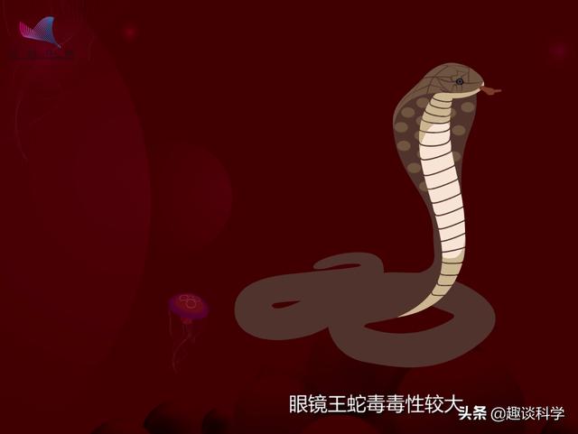 扔石头惹怒眼镜王蛇！七旬老伯被追咬，两招捡回一命，医生：万幸