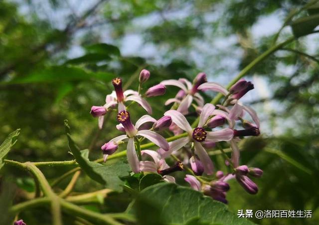 散文：楝花飘香的季节