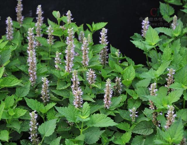 凉粉草是什么草有图吗(凉粉草是什么样子的)-锐牛沃德讯息网