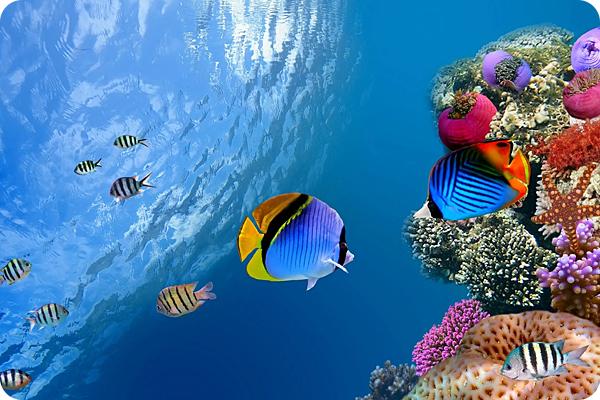 所谓的第六次生物大灭绝，人类能幸免于难吗？