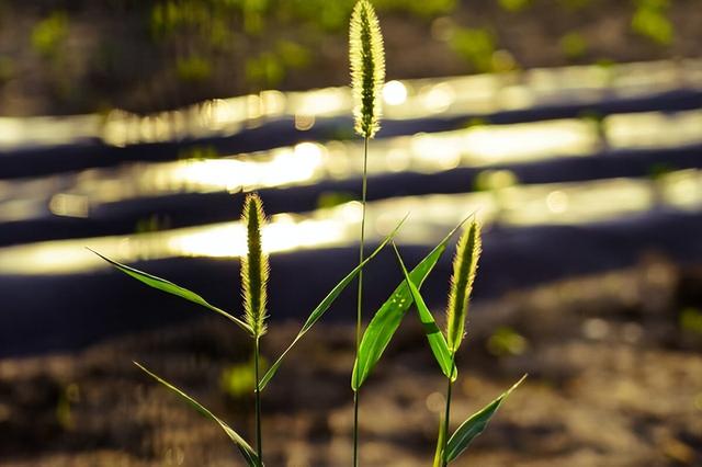 “狗尾巴草”其实是个宝，用它来煮水喝，或许能帮助解决4种问题