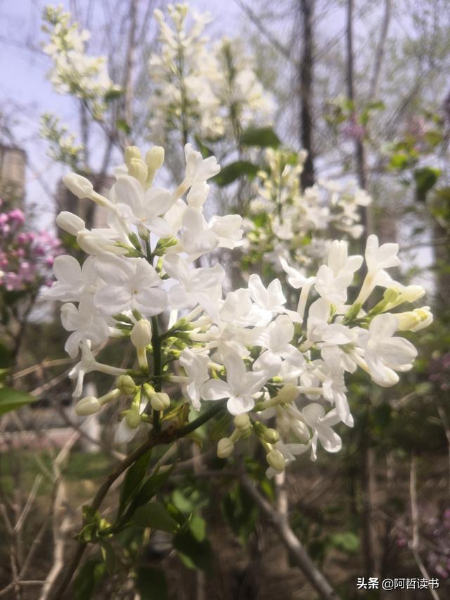 千千结里，暮春意徜徉，紫气更芬芳，丁香粉黛满城香