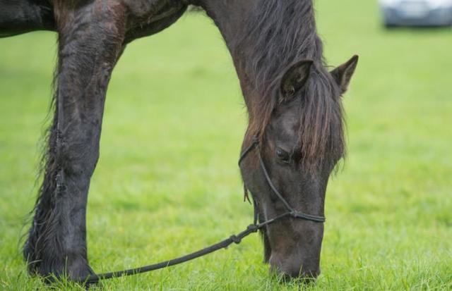 自2020年以來，愛爾蘭屠宰了近3,000匹純種馬