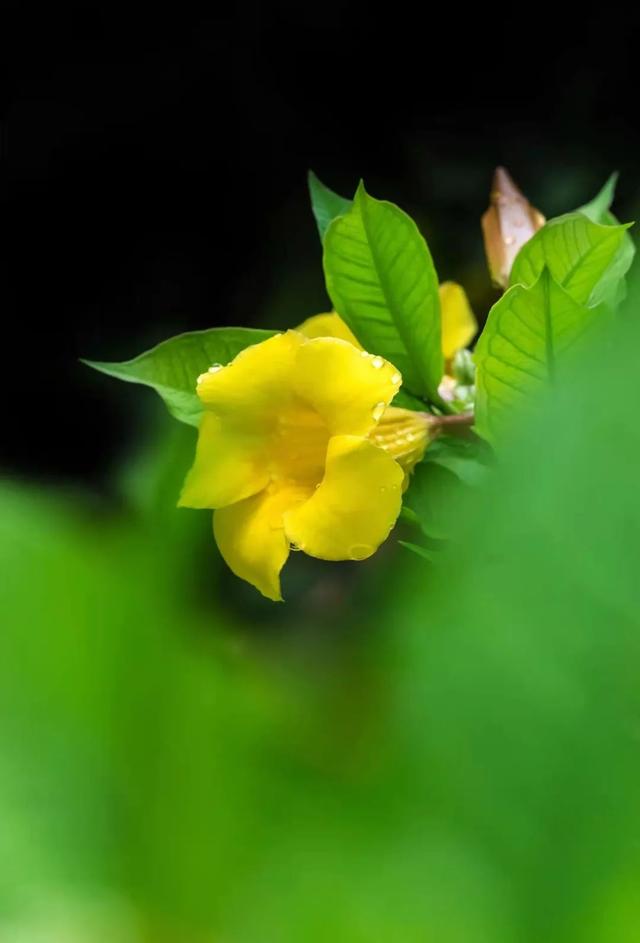 黄蝉花 植物界的不花心 好男人 真的不花心吗 花名册no 新闻时间