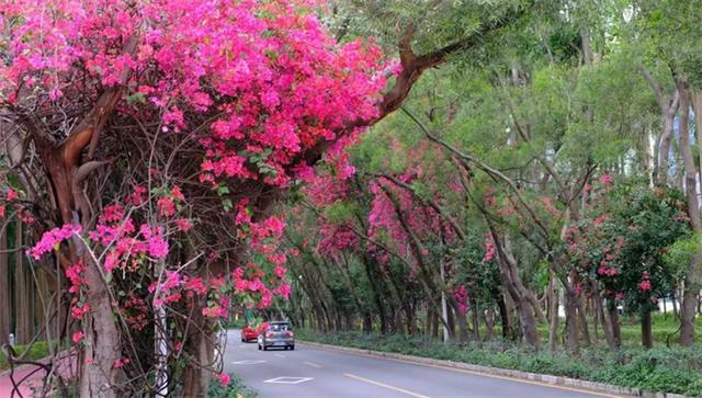 深圳市市花 深圳市市花（深圳市市花簕杜鹃） 生活