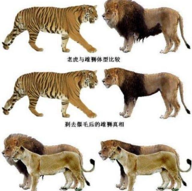 斗兽棋游戏，狮子和老虎哪个战斗力强？