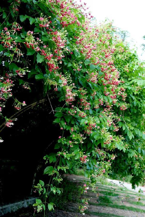 花中君子是什么花