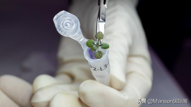 科学家成功在月球土壤上种植物 并成功发芽生长