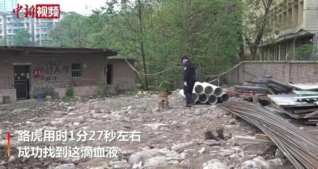搜救犬有多厉害？为什么要让它参与东航MU5735搜救工作呢？