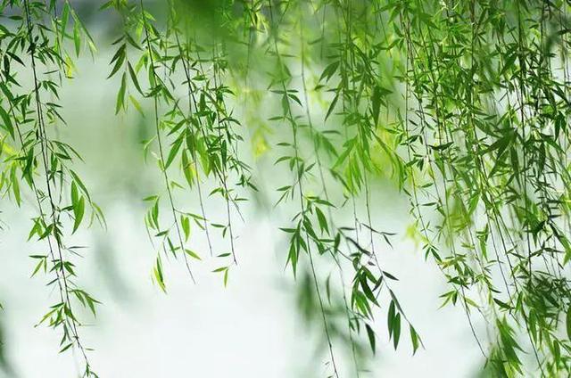 “清明要三做，平安无灾祸”，清明节要做啥？有道理吗？