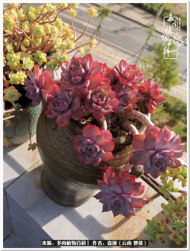 玉蝶铜芯电线价格表4平方,玉蝶铜芯线今日价格