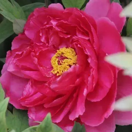 牡丹、芍药大比拼，到底谁最美